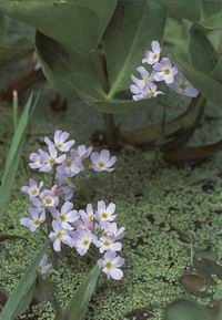 WATER VIOLET