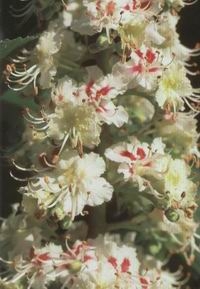 WHITE CHESTNUT
