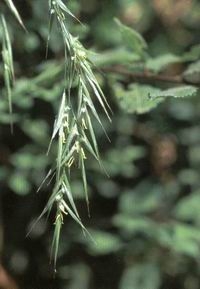 WILD OAT