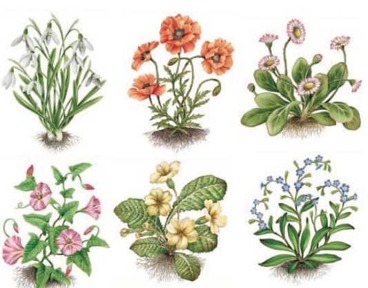 Botanical Plants - 85x60 mm - set of 6 pcs