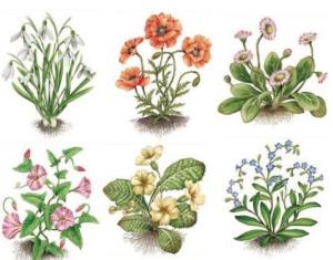 Botanical Plants - 85x60 mm - set of 6 pcs