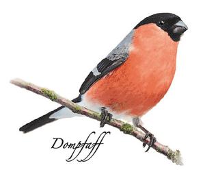 Dompfaff 70 mm - 1 Stk