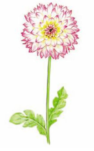 Dahlia 80 x 40 mm - 10 pcs