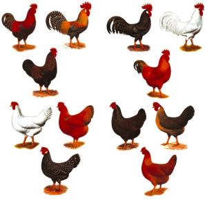 Hühner 75 x 70 mm - Set mit 12 Stk