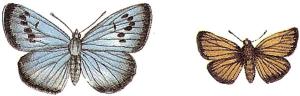 Schmetterling & Motte - 24 x 16 mm - 10 stk