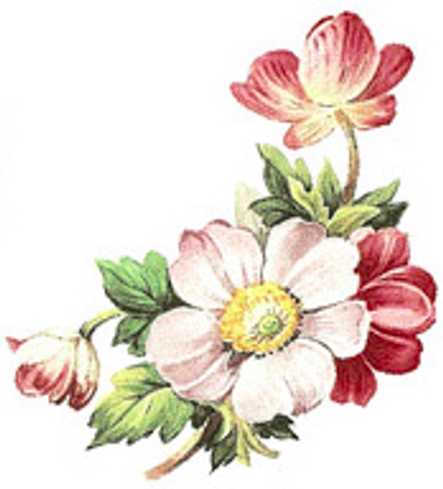 Henley 60 mm - 10 pcs