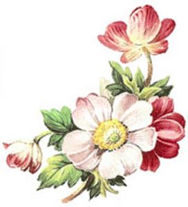 Henley 60 mm - 10 pcs