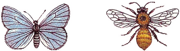 Schmetterling & Biene - 30 x 20 mm - 10 stk