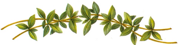 Green Band - 40 mm - 10 pcs