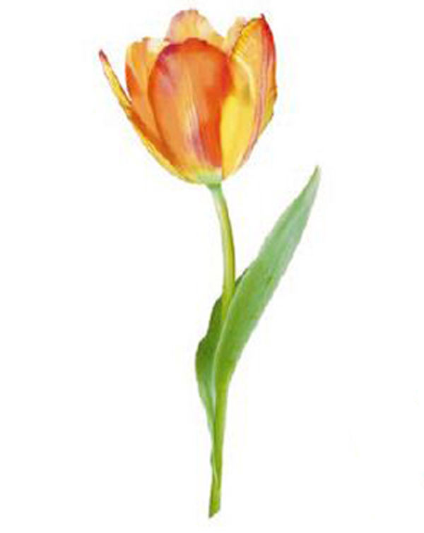 Tulip 80 x 40 mm - 1 pcs