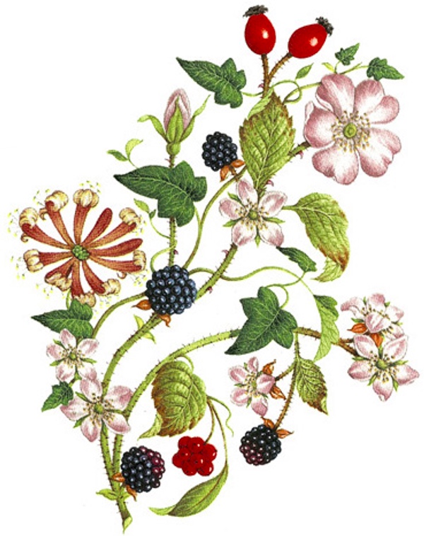 Hedgegrow - 85 mm - 10 pcs