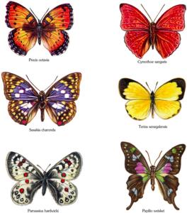 Schmetterlinge - Set mit 6 Stk