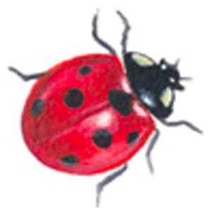 Marienkäfer - 18 mm - 10 stk