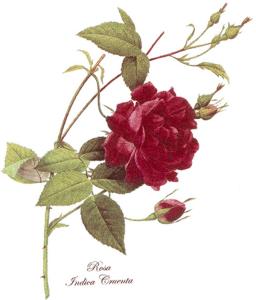 Red Rose - 70 mm - 10 pcs