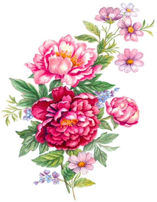 Bauernrose - 75 mm - 10 stk