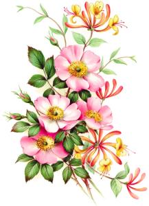 Honeysuckle - 75 mm - 10 pcs