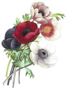 Anemone - 70 mm - 10 stk