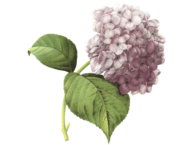 Hydrangea lilac - 100 x 80 mm - 1 pcs