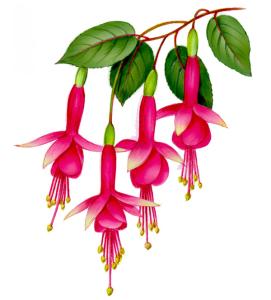 Golden Fuchsia - 80 mm - 1 pcs