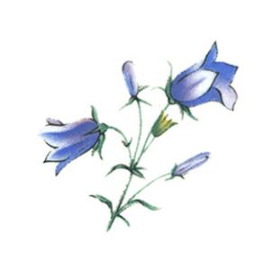 Wayside Spray - 40 mm - 10 pcs