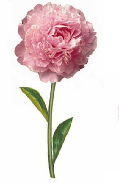 Peony 80 x 40 mm - 10 pcs