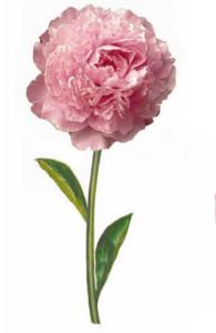 Bauernrose 80 x 40 mm - 10 stk