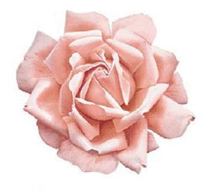 Pink Rose - 1 pcs