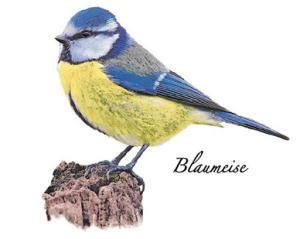 Blue Tit 70 mm - 1 pcs