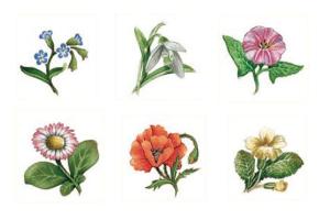 Botanic Flowers 25 mm - Set of 6
