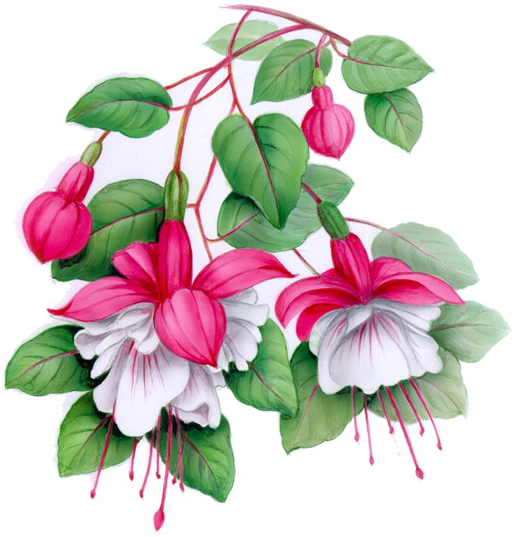 Fuchsia - 80 mm - 1 pcs