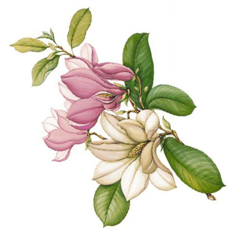 Magnolien Ast 90 mm - 1 Stk