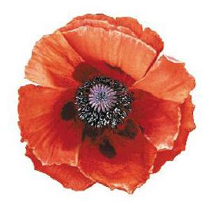 Poppy 70 mm - 1 pcs