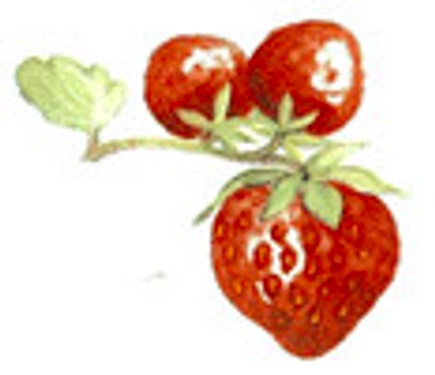 Jordgubbe 34 x 20 mm - 10 st,