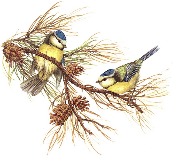 Blue Tit - 75 mm - 1 pcs