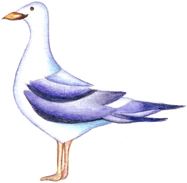 Möve - 4 St.
