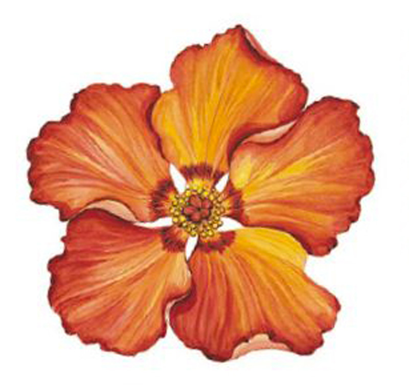 Hibiscus 90 mm - 1 pcs