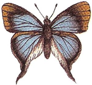 Blauer Schmetterling - 30 mm - 10 Stk