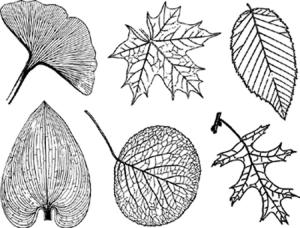 Grosse Blätter - Gold