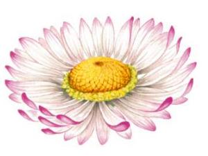 Daisy - 75 mm - 1 pcs