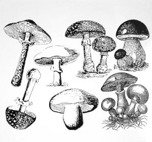 Mushrooms - Gold