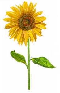 Sunflower 80 x 40 mm - 10 pcs