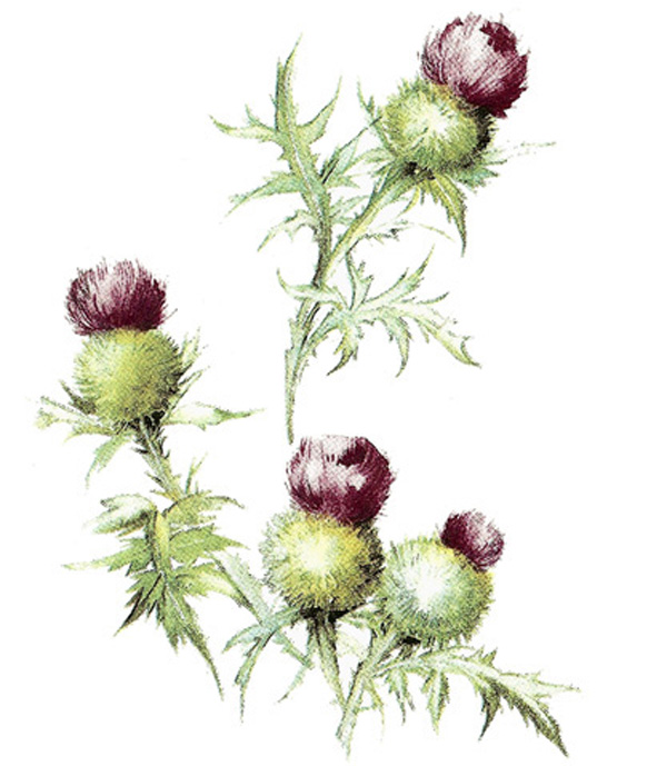 Thistle - 75 mm - 10 pcs