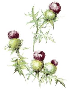 Thistle - 75 mm - 10 pcs