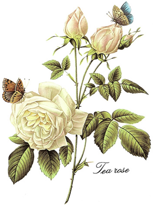 Tee-Rose - 110 mm - 1 stk