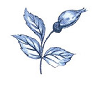 Blue Rose - 35 mm - 10 pcs