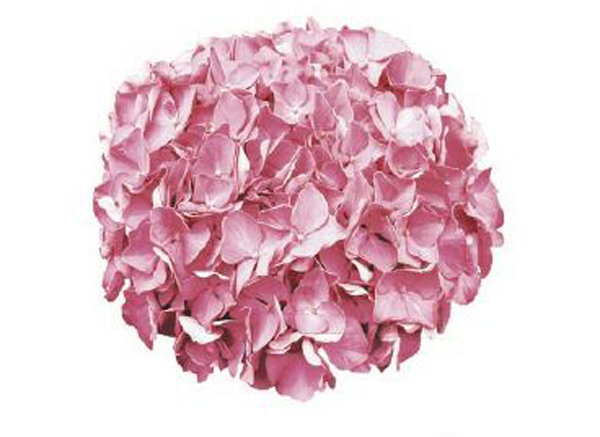 Hydrangea - 90 mm - 1 pcs