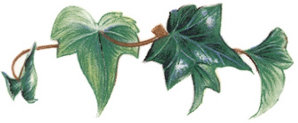 Ivy - 70 mm - 10 pcs