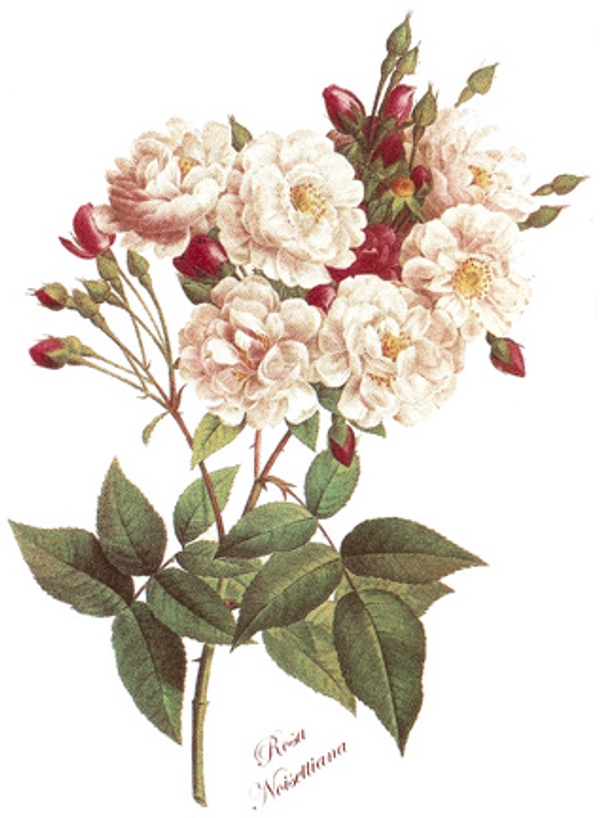 Buskros - 70 mm - 10 st,