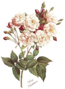 Noisette Rose - 70 mm - 10 pcs