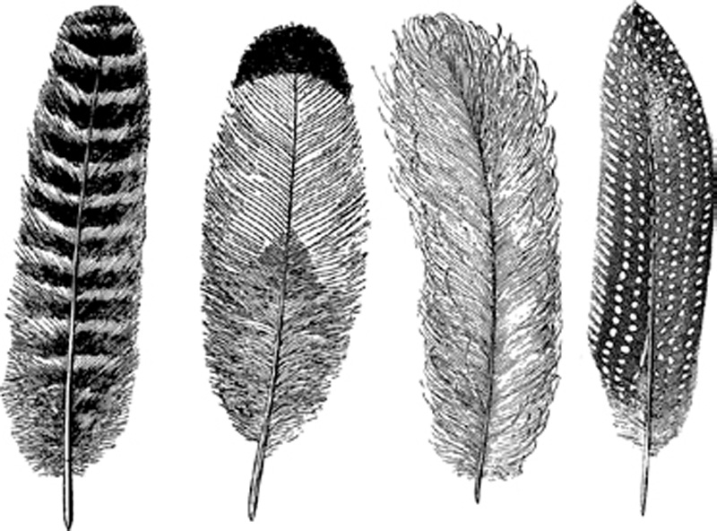 Fjädrar - Platina